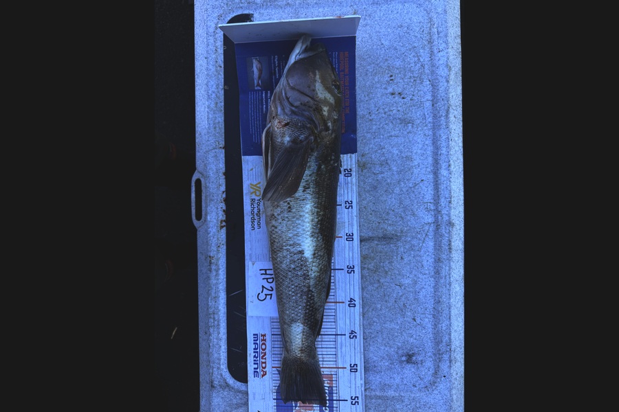 Cameron Robert Holmes caught this 55.5cm Blue Cod at Otago during The Hirepool Baitmates Fishing Comp