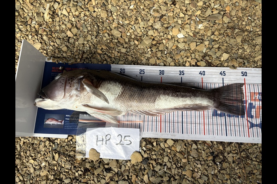 Kaylene Hollard caught this 49.0cm Blue Cod at Nelson/Marlborough during The Hirepool Baitmates Fishing Comp
