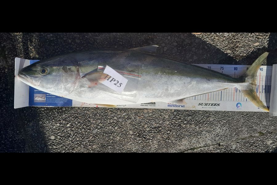 Leigh Page caught this 88.5cm Kingfish at Wellington during The Hirepool Baitmates Fishing Comp