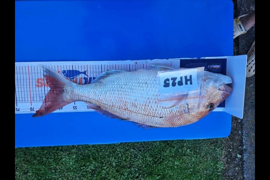 Ian Rouse caught this 63.0cm Snapper at Hawkes Bay during The Hirepool Baitmates Fishing Comp