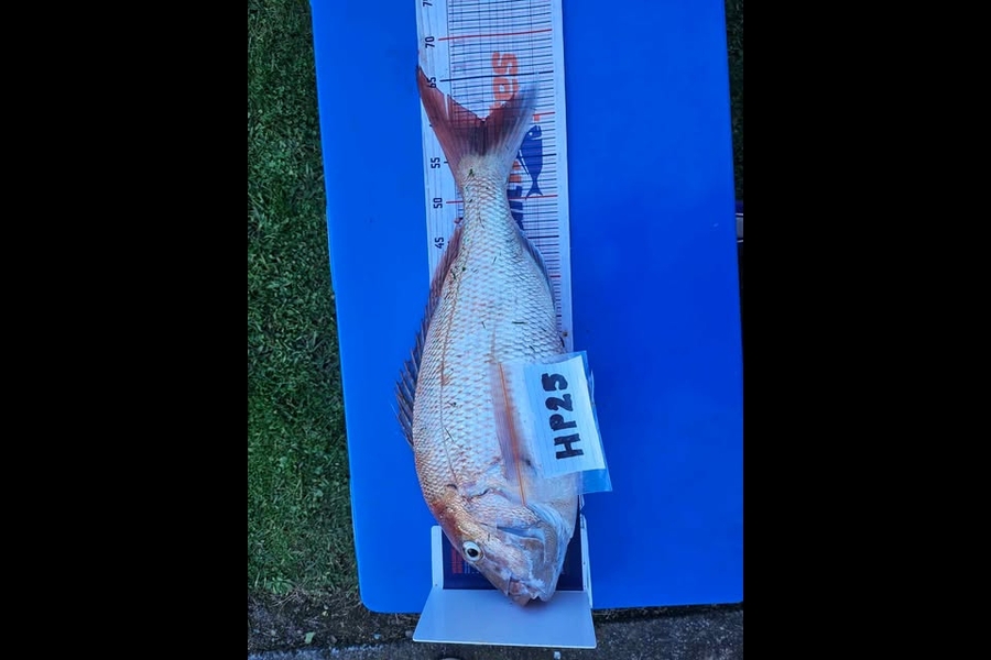 Daryl Lincoln caught this 59.5cm Snapper at Hawkes Bay during The Hirepool Baitmates Fishing Comp