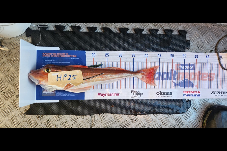 Warrick  Lowe caught this 43.0cm Gurnard at Canterbury during The Hirepool Baitmates Fishing Comp