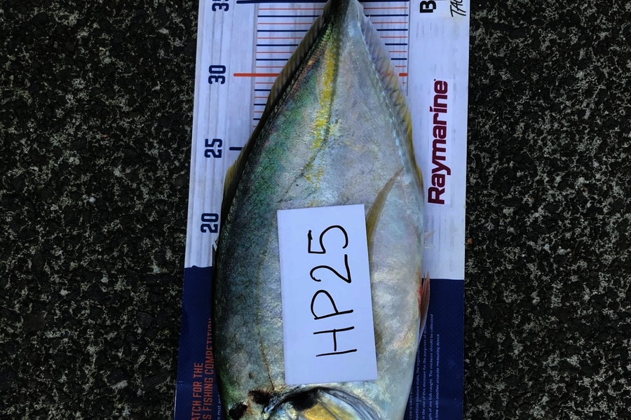 Max Canning caught this 39.5cm Trevally at Waikato during The Hirepool Baitmates Fishing Comp