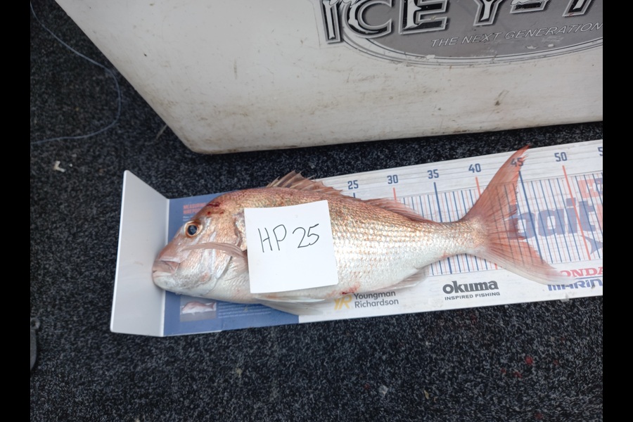 Sandra Dicker caught this 43cm Snapper at Auckland during The Hirepool Baitmates Fishing Comp