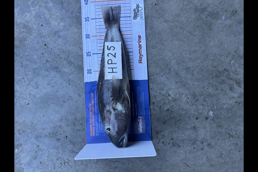 Dan Washington caught this 38.0cm Blue Cod at Otago during The Hirepool Baitmates Fishing Comp