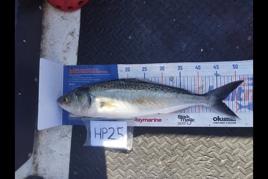 Nemo Tehiko caught this 46.0cm Kahawai at Hawkes Bay during The Hirepool Baitmates Fishing Comp