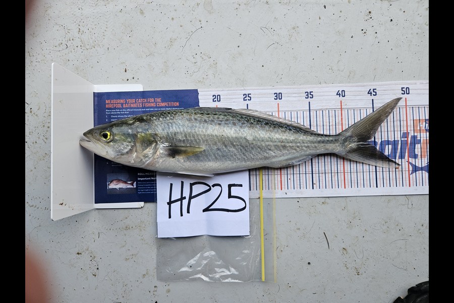 Luke Browne caught this 44.0cm Kahawai at Auckland during The Hirepool Baitmates Fishing Comp