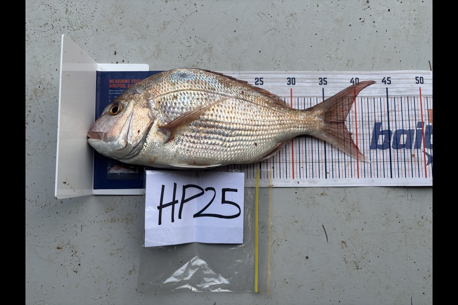 Jamie Bullock caught this 38.0cm Snapper at Auckland during The Hirepool Baitmates Fishing Comp