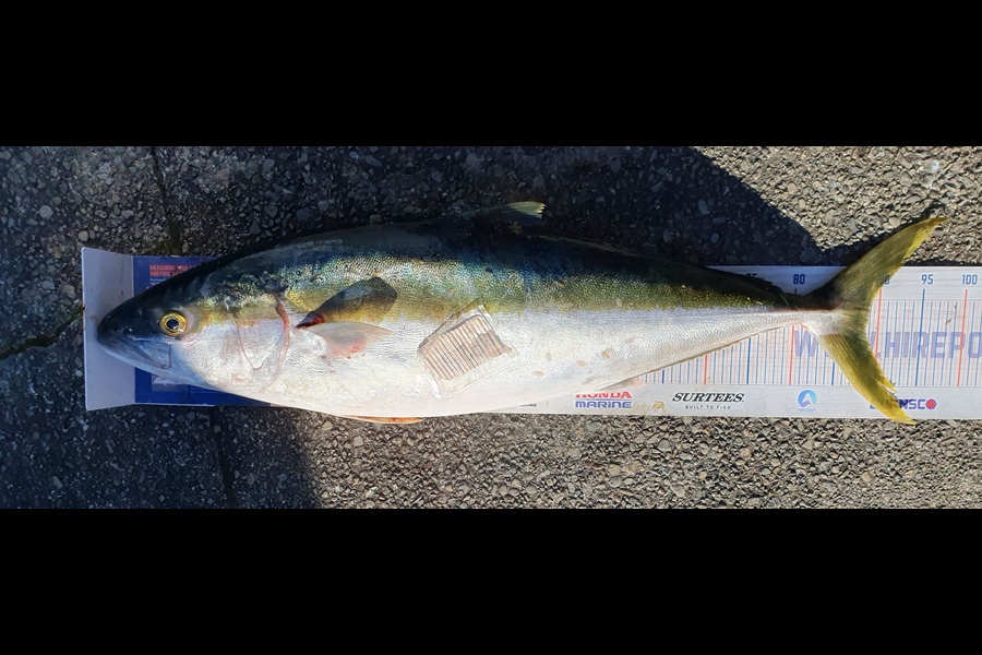 Dan Musson caught this 88.5cm Kingfish at Wellington during The Hirepool Baitmates Fishing Comp