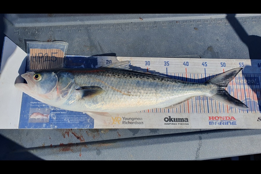 Dan Musson caught this 49.5cm Kahawai at Wellington during The Hirepool Baitmates Fishing Comp