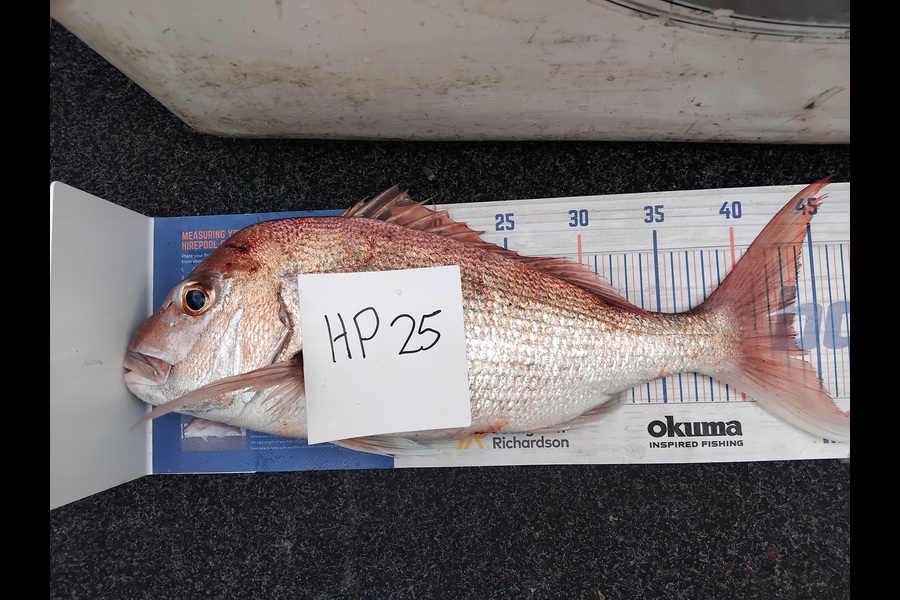 Alex Devine caught this 43.5cm Snapper at Auckland during The Hirepool Baitmates Fishing Comp