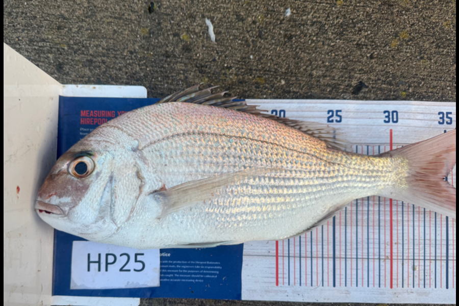 Steve Williams caught this 34.5cm Snapper at Nelson/Marlborough during The Hirepool Baitmates Fishing Comp