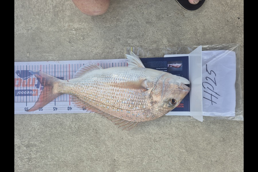Quinn Barnes caught this 49.0cm Snapper at Northland during The Hirepool Baitmates Fishing Comp