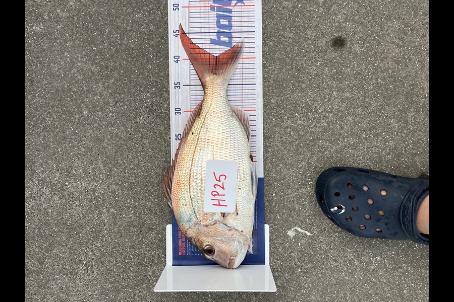 Craig Jenkins caught this 40.5cm Snapper at Auckland during The Hirepool Baitmates Fishing Comp