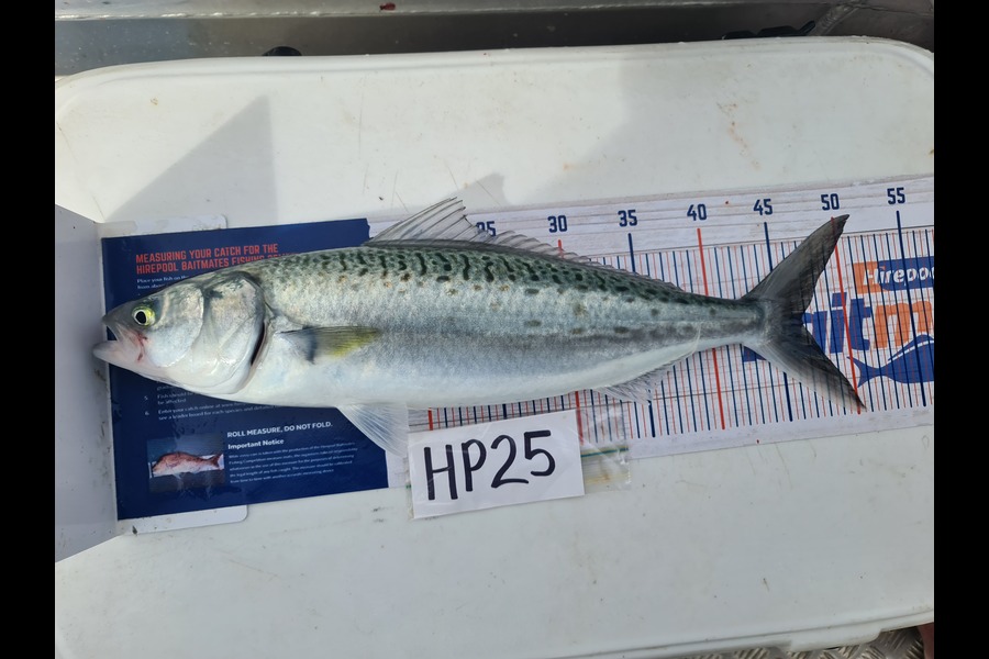Toni Tee caught this 46.5cm Kahawai at Coromandel during The Hirepool Baitmates Fishing Comp