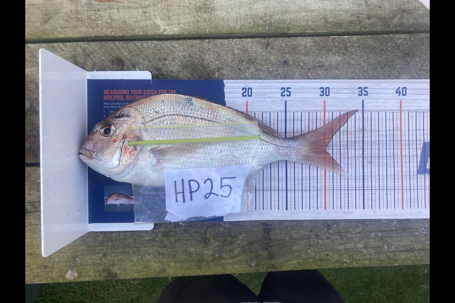 Anthony Murray caught this 30.0cm Snapper at Wellington during The Hirepool Baitmates Fishing Comp
