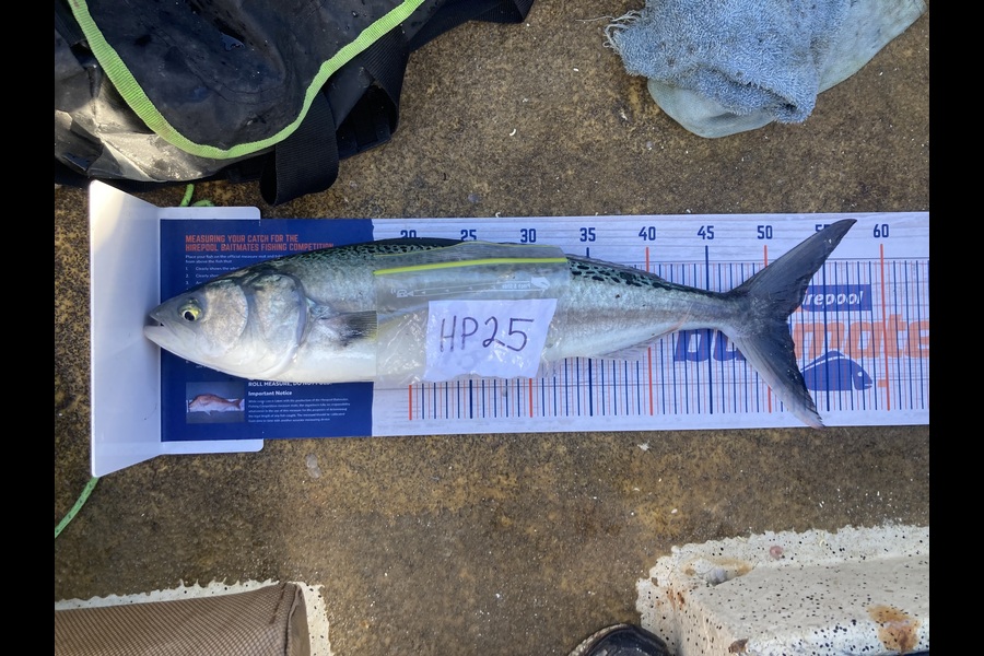 Anthony Murray caught this 51.5cm Kahawai at Wellington during The Hirepool Baitmates Fishing Comp