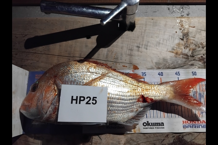 Mathew Ferris caught this 47.0cm Snapper at Nelson/Marlborough during The Hirepool Baitmates Fishing Comp