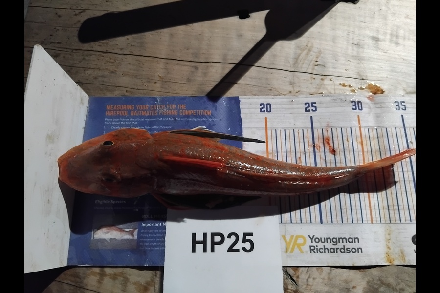 Mathew Ferris caught this 33.0cm Gurnard at Nelson/Marlborough during The Hirepool Baitmates Fishing Comp