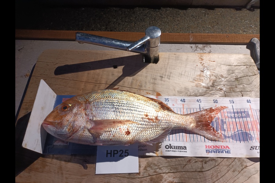 Jason Iorns caught this 47.0cm Snapper at Nelson/Marlborough during The Hirepool Baitmates Fishing Comp