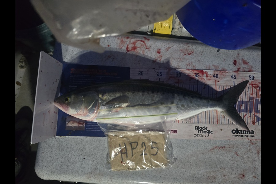 Frazer Hope caught this 44.5cm Kahawai at Bay of Plenty during The Hirepool Baitmates Fishing Comp