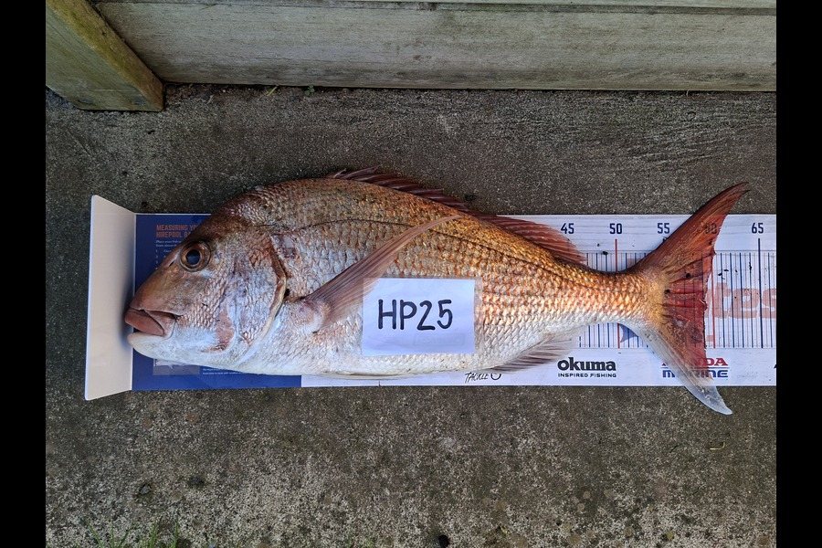 Jaynie Bourke caught this 59.0cm Snapper at Taranaki during The Hirepool Baitmates Fishing Comp