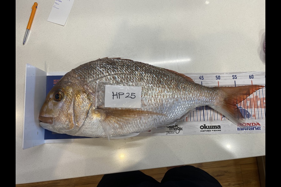 Rodney Owen caught this 54.5cm Snapper at Wellington during The Hirepool Baitmates Fishing Comp
