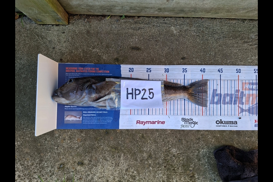 Steve Midgley caught this 41.5cm Blue Cod at Taranaki during The Hirepool Baitmates Fishing Comp