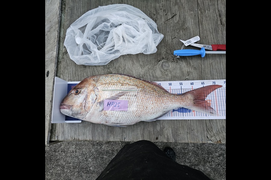 Reece Rowe caught this 65.0cm Snapper at Manawatu during The Hirepool Baitmates Fishing Comp