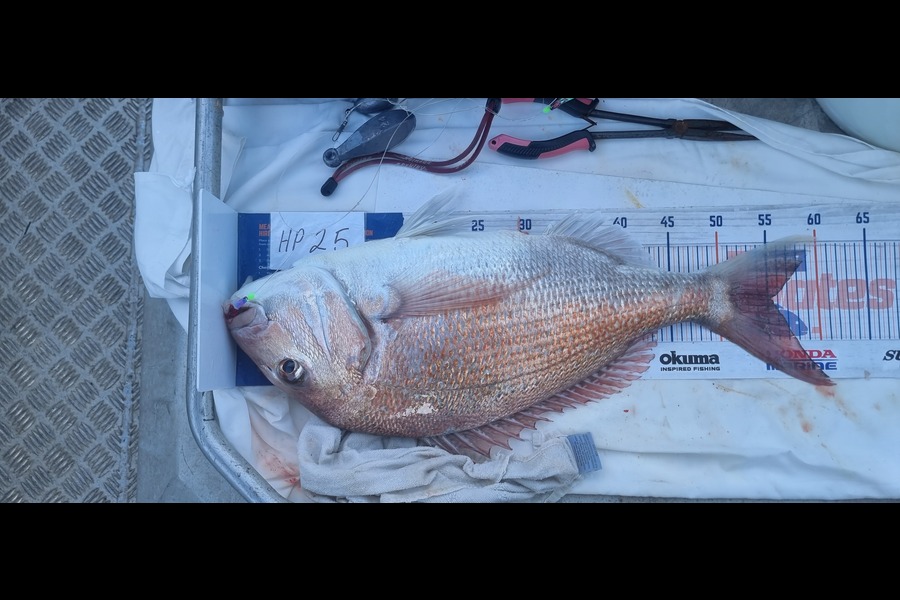 Phillip Rose caught this 55cm Snapper at Nelson/Marlborough during The Hirepool Baitmates Fishing Comp