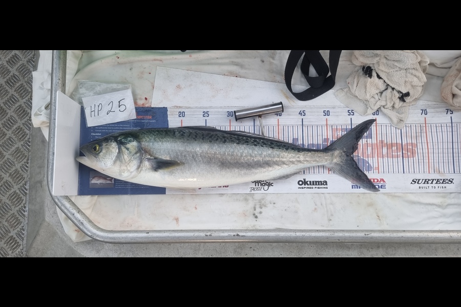 Phillip Rose caught this 54.5cm Kahawai at Nelson/Marlborough during The Hirepool Baitmates Fishing Comp