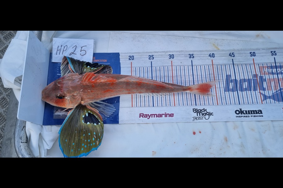 Phillip Rose caught this 38.5cm Gurnard at Nelson/Marlborough during The Hirepool Baitmates Fishing Comp