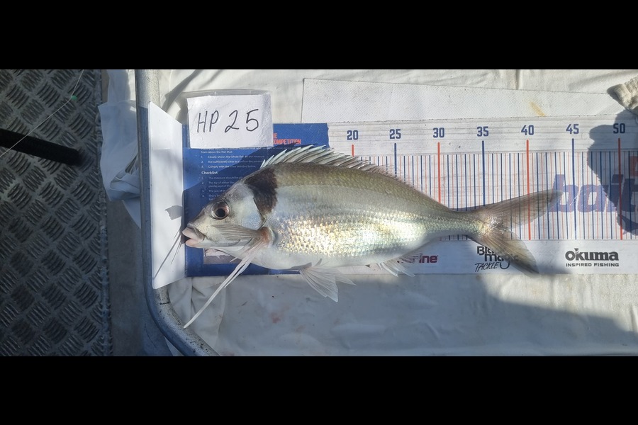 Phillip Rose caught this 37.5cm Tarakihi at Nelson/Marlborough during The Hirepool Baitmates Fishing Comp