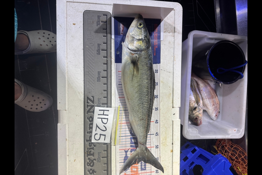 Kina Paea caught this 54.0cm Kahawai at Wellington during The Hirepool Baitmates Fishing Comp