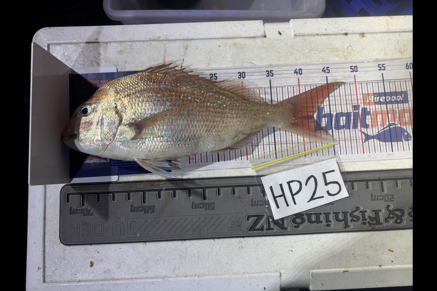 Kina Paea caught this 42.0cm Snapper at Wellington during The Hirepool Baitmates Fishing Comp