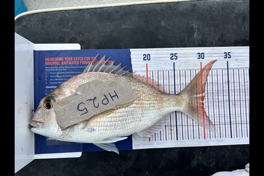 Matt Hume caught this 30.0cm Snapper at Northland during The Hirepool Baitmates Fishing Comp