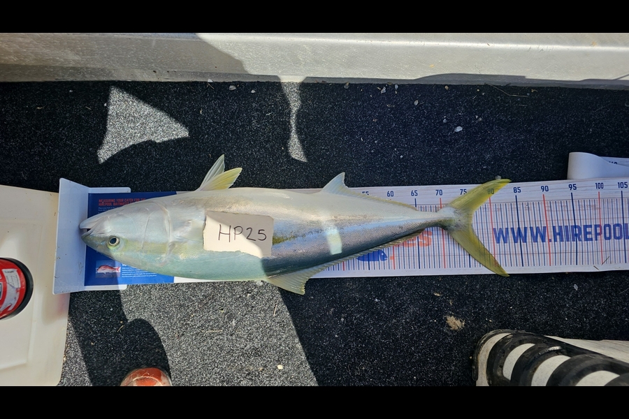 Fletcher Johnson caught this 76.0cm Kingfish at Hawkes Bay during The Hirepool Baitmates Fishing Comp