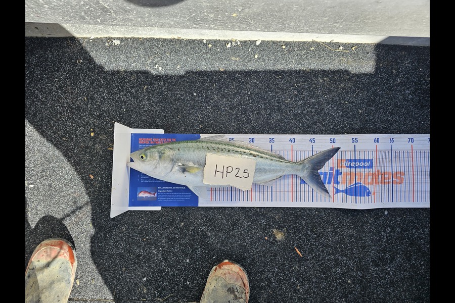 Fletcher Johnson caught this 46.0cm Kahawai at Hawkes Bay during The Hirepool Baitmates Fishing Comp