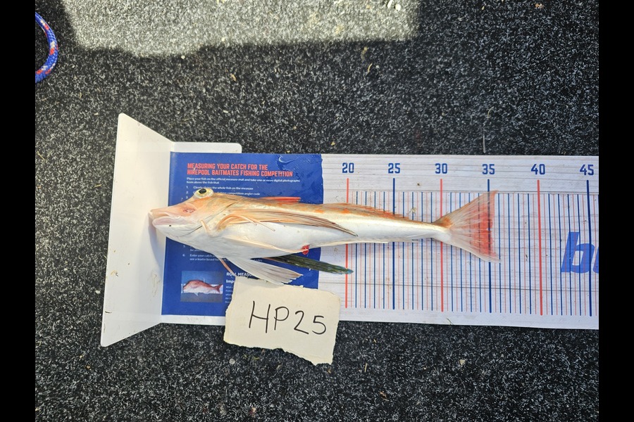 Fletcher Johnson caught this 35.0cm Gurnard at Hawkes Bay during The Hirepool Baitmates Fishing Comp