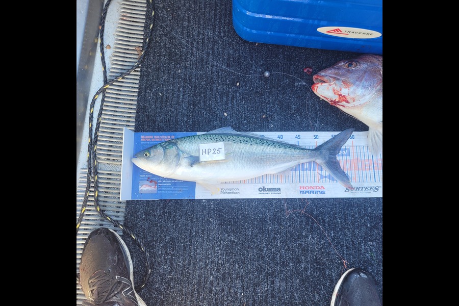 Alan Dean McCarthy caught this 55cm Kahawai at Nelson/Marlborough during The Hirepool Baitmates Fishing Comp