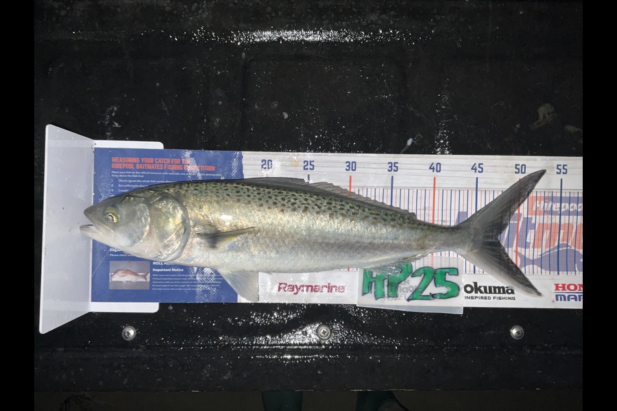 Stephen Heka caught this 47.5cm Kahawai at Northland during The Hirepool Baitmates Fishing Comp