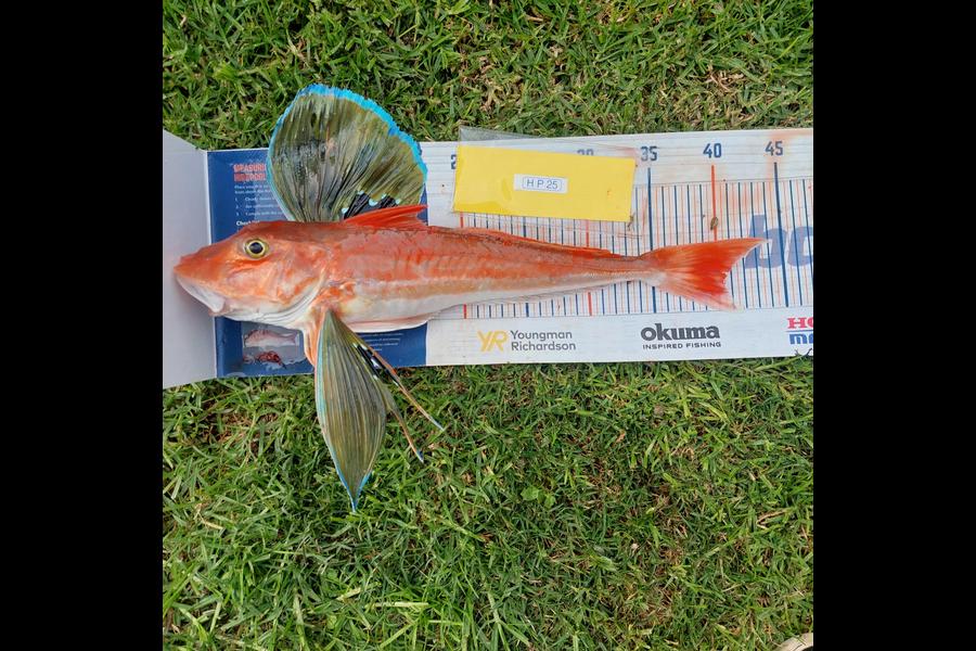 Rodney Russell caught this 40.5cm Gurnard at Waikato during The Hirepool Baitmates Fishing Comp