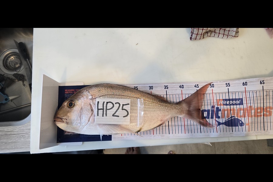 Gilbert Groenewald caught this 45.5cm Snapper at Bay of Plenty during The Hirepool Baitmates Fishing Comp