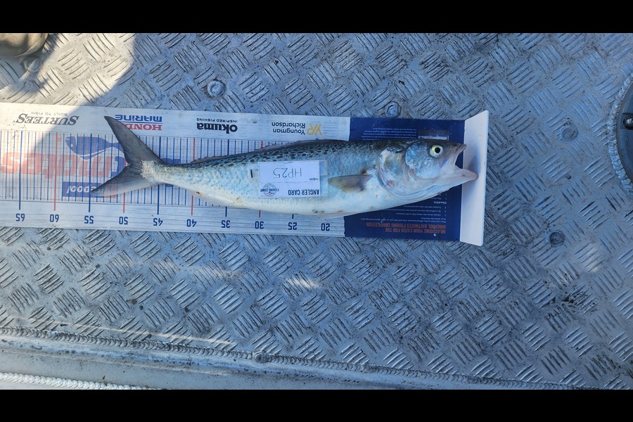 Myles Carson caught this 49.0cm Kahawai at Wellington during The Hirepool Baitmates Fishing Comp