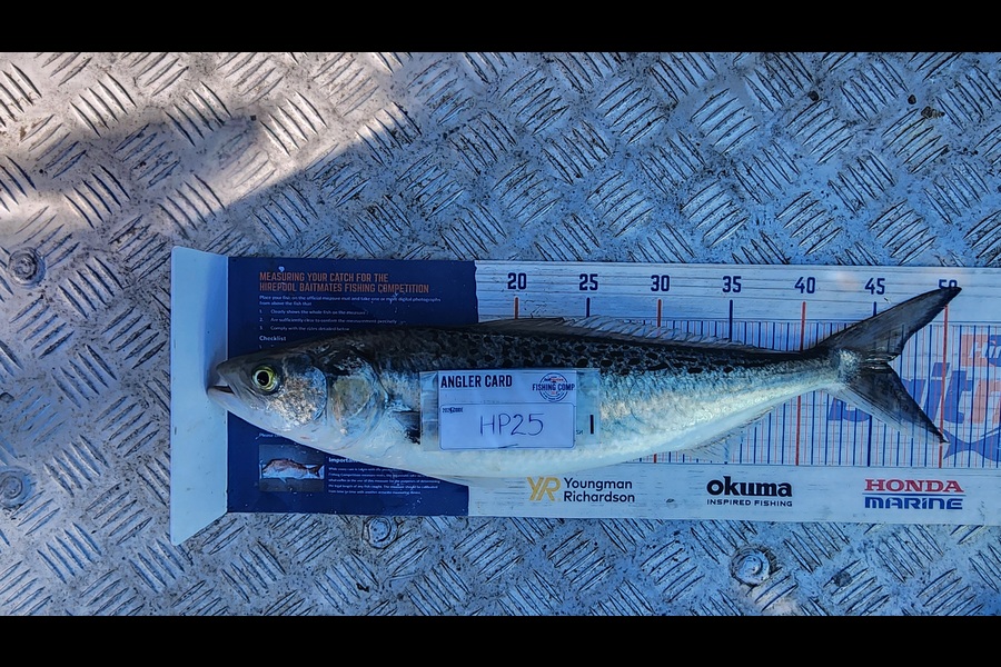 Carolyn Carson caught this 46.0cm Kahawai at Wellington during The Hirepool Baitmates Fishing Comp