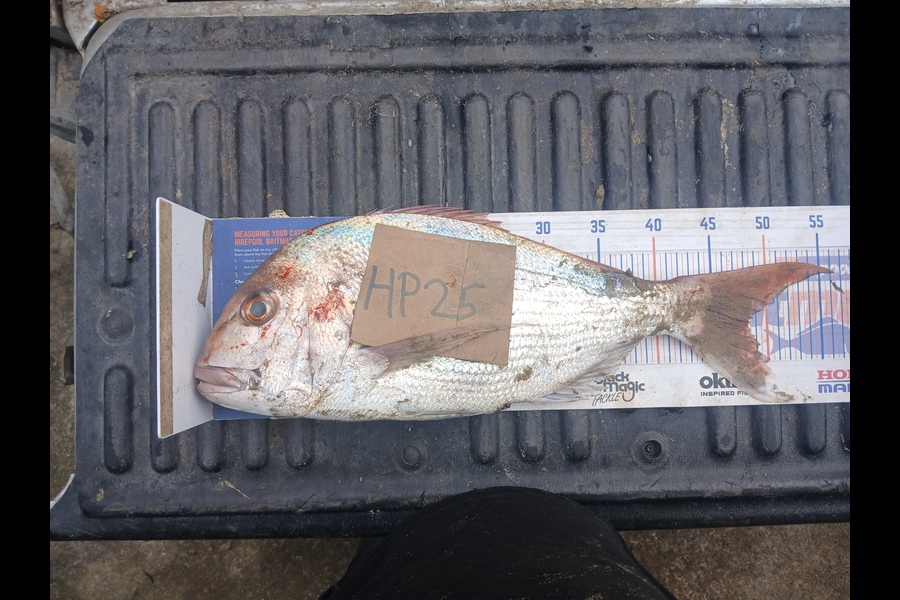 Bryce Taylor caught this 48.0cm Snapper at Northland during The Hirepool Baitmates Fishing Comp