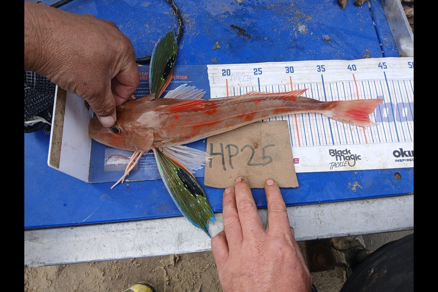 Bryce Taylor caught this 41.0cm Gurnard at Northland during The Hirepool Baitmates Fishing Comp
