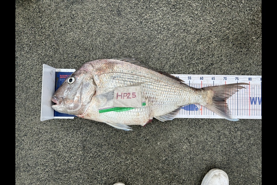 James Baker caught this 70.0cm Snapper at Northland during The Hirepool Baitmates Fishing Comp