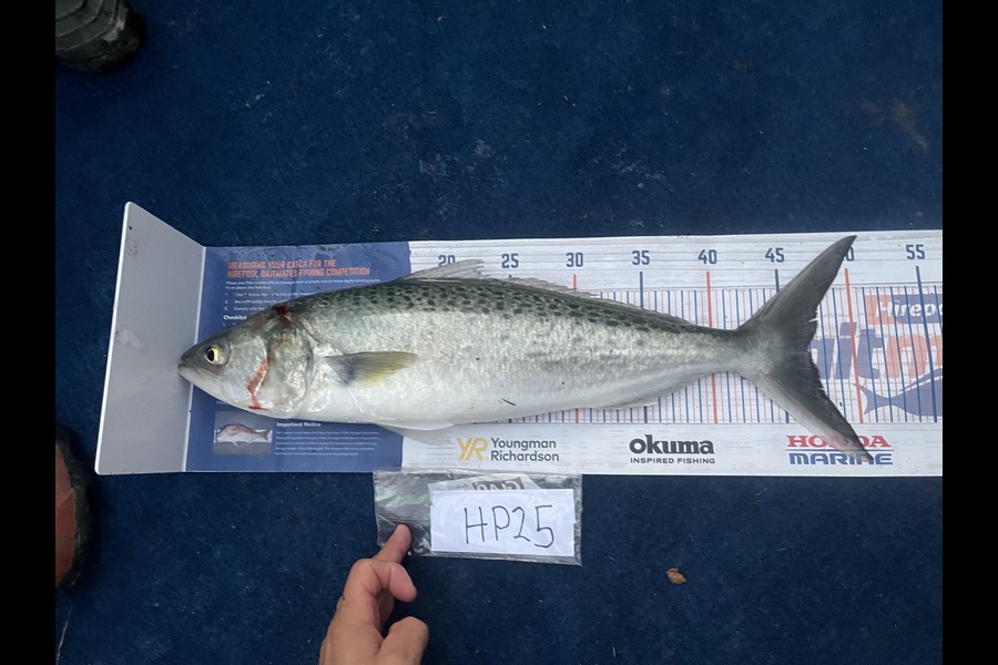 Reece Harvey caught this 47.0cm Kahawai at Nelson/Marlborough during The Hirepool Baitmates Fishing Comp