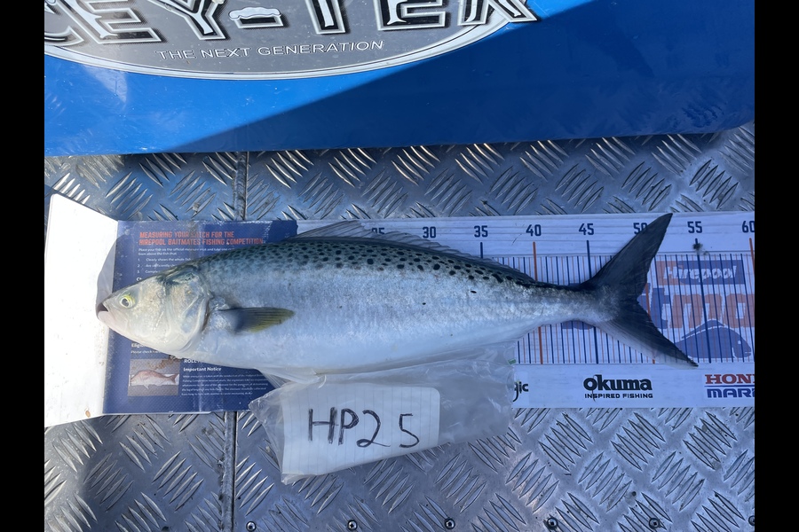 Tim Smith caught this 49.0cm Kahawai at Nelson/Marlborough during The Hirepool Baitmates Fishing Comp